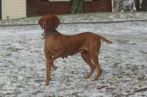 Vizsla