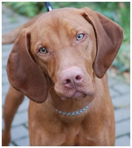 Vizsla