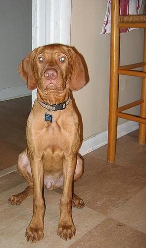 Vizsla