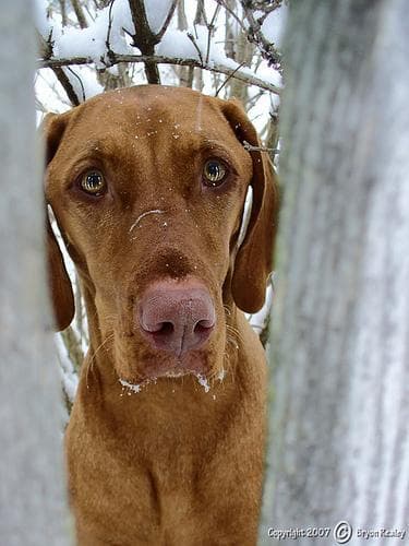 Vizsla