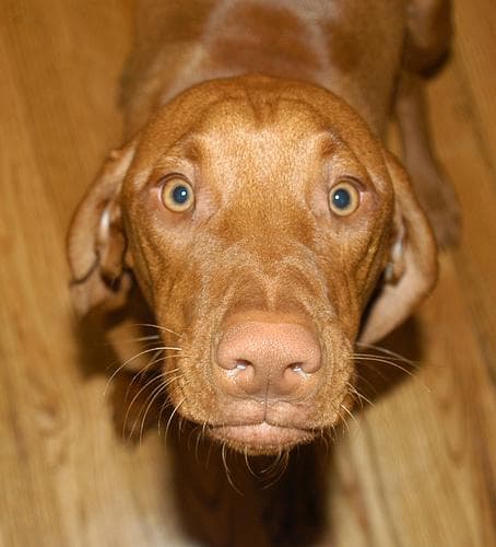 Vizsla