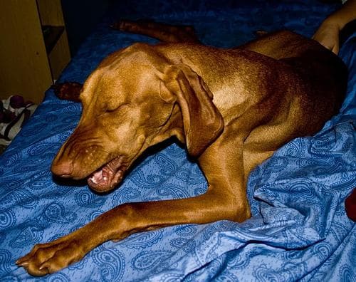 Vizsla