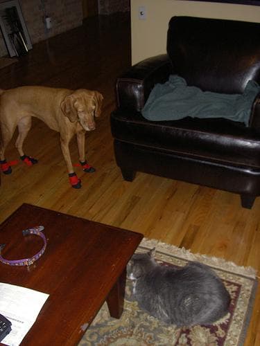 Vizsla