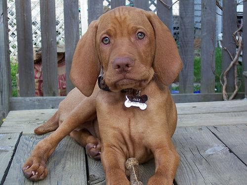Vizsla