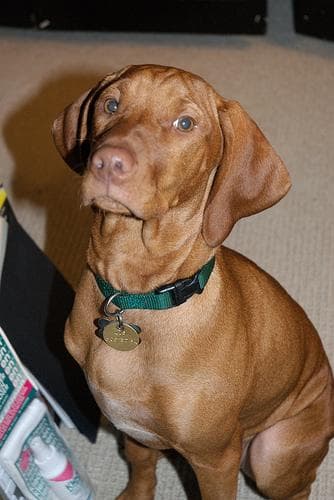 Vizsla