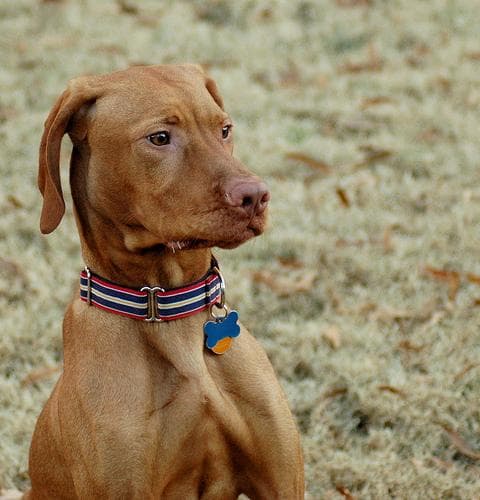 Vizsla