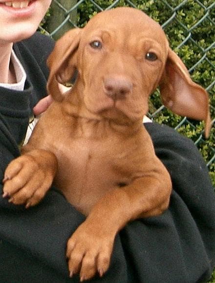 Vizsla