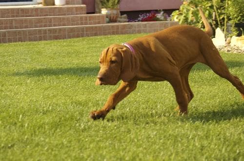 Vizsla