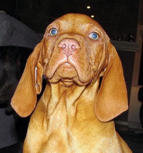 Vizsla