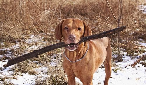 Vizsla
