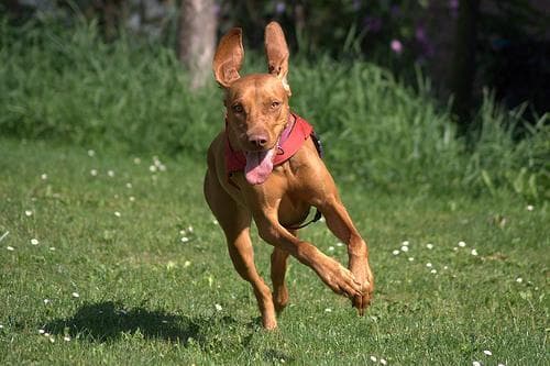 Vizsla