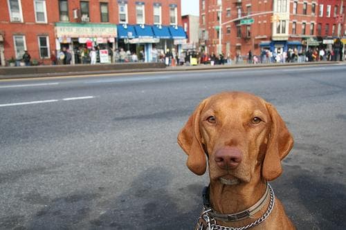 Vizsla