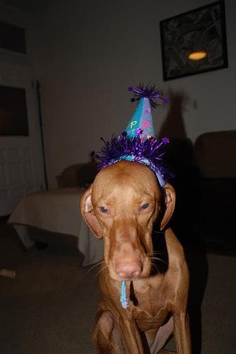 Vizsla