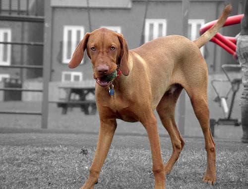 Vizsla