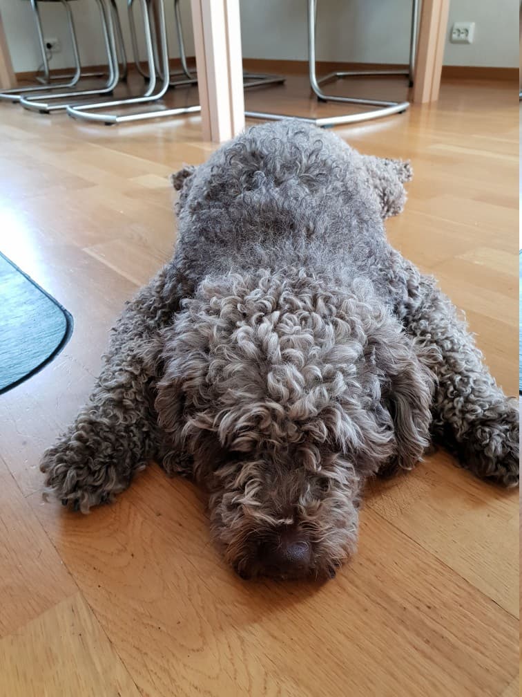 Spanish Waterdog