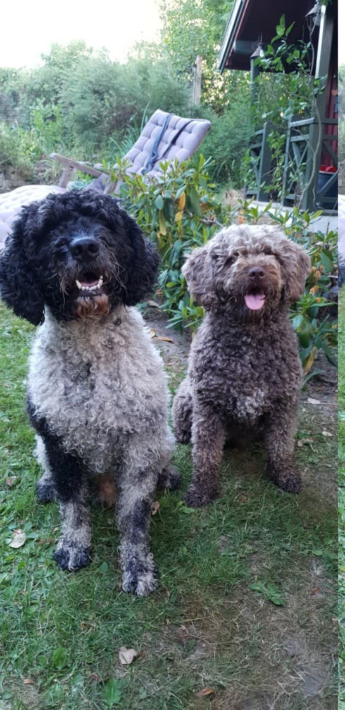 Spanish Waterdog