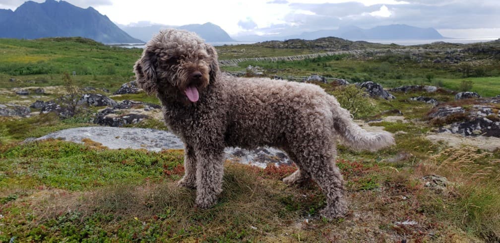 Spanish Waterdog
