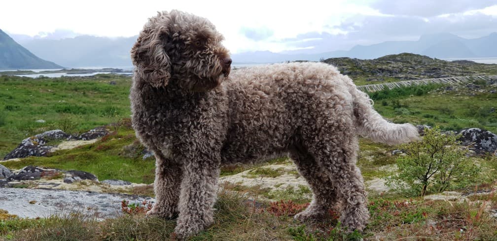 Spanish Waterdog
