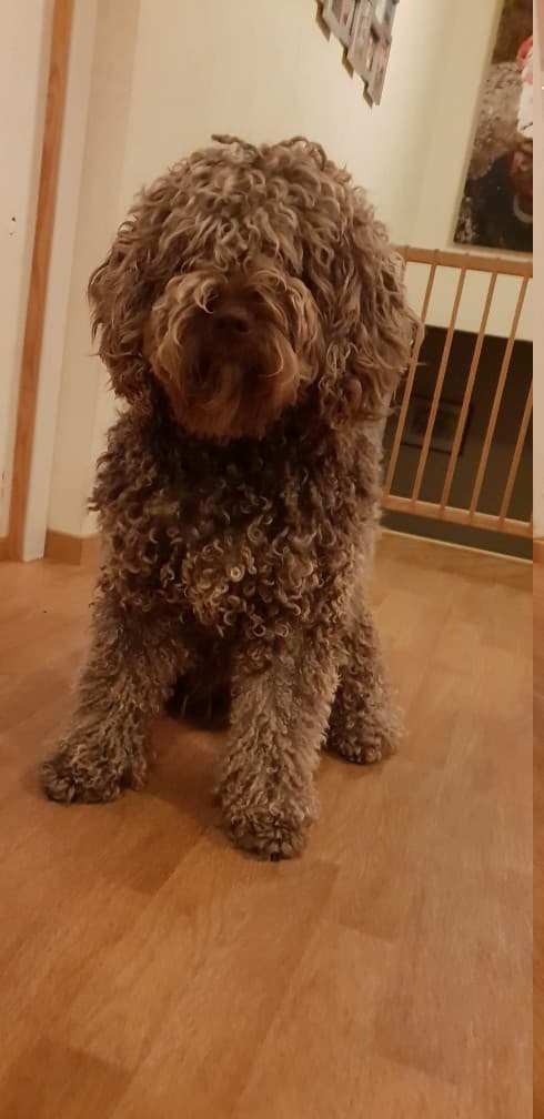 Spanish Waterdog