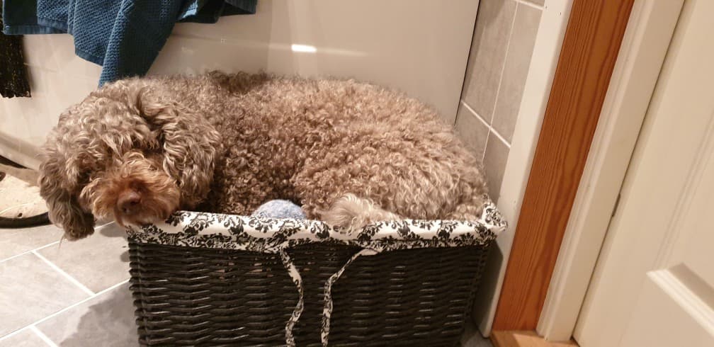 Spanish Waterdog