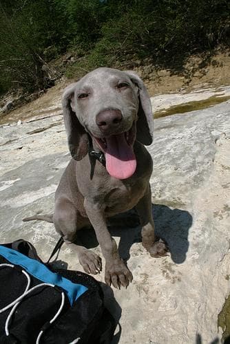 Weimaraner