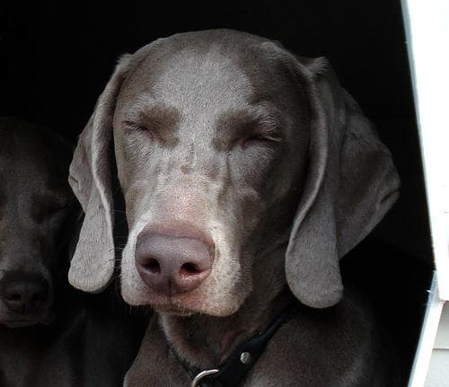 Weimaraner