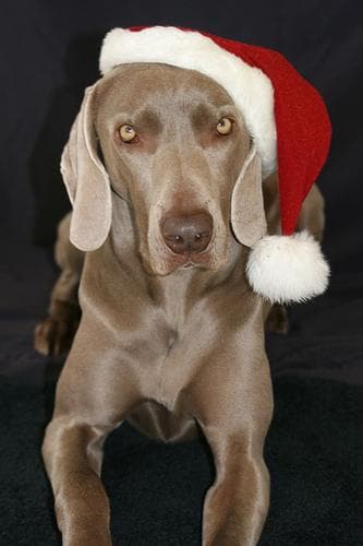 Weimaraner