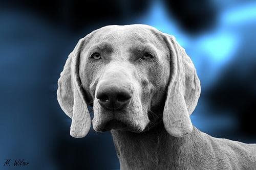 Weimaraner