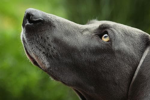 Weimaraner