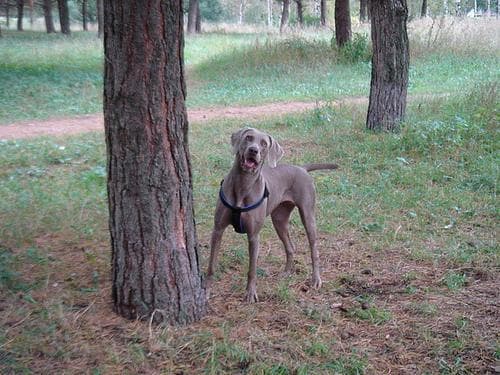 Weimaraner