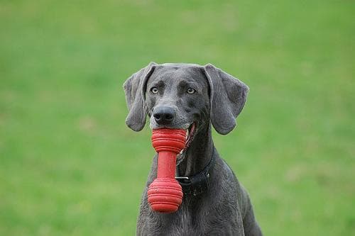 Weimaraner