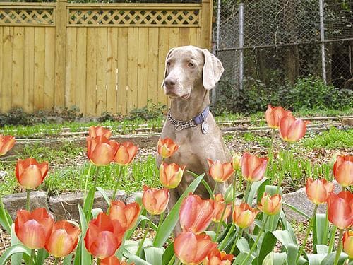 Weimaraner