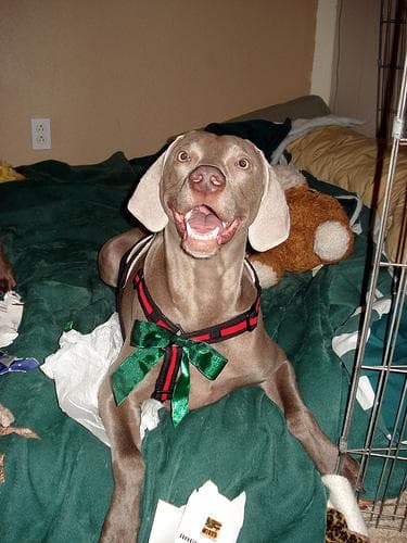 Weimaraner