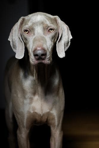 Weimaraner