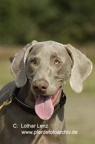 Weimaraner