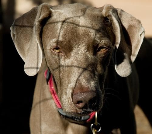 Weimaraner