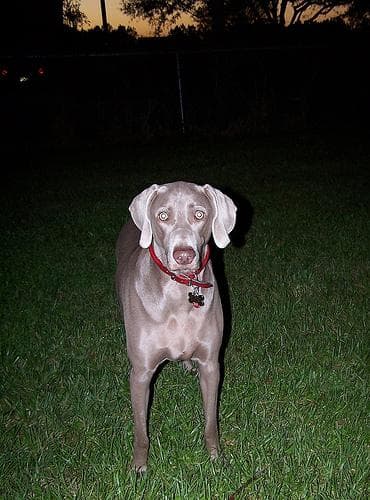 Weimaraner