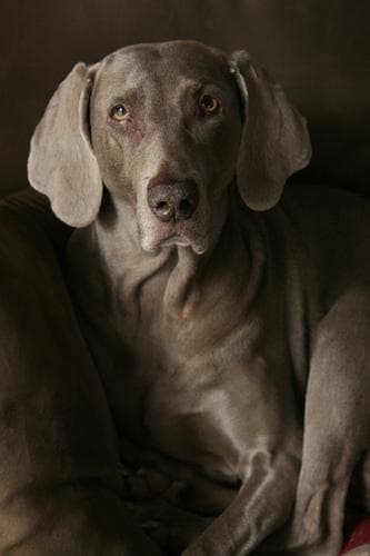 Weimaraner