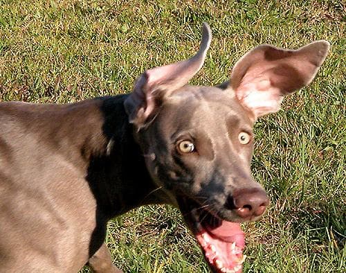 Weimaraner