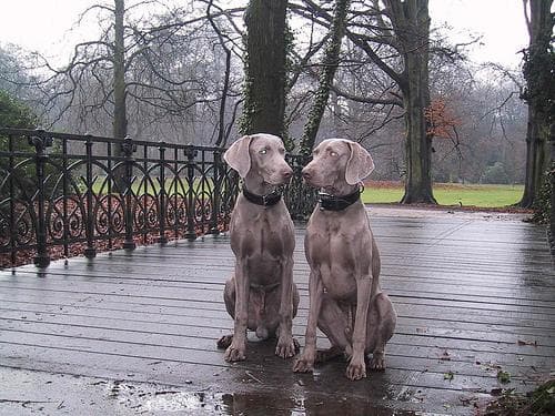 Weimaraner