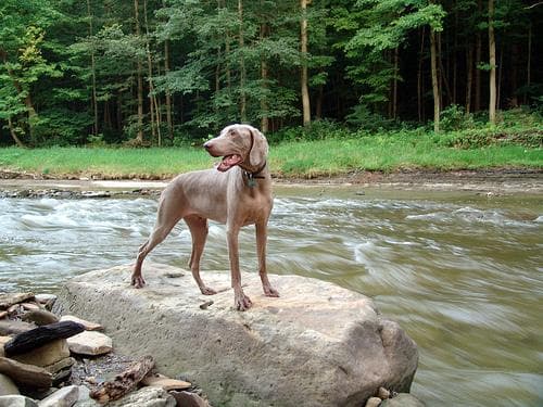 Weimaraner