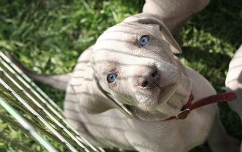 Weimaraner