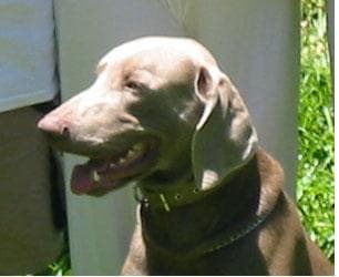 Weimaraner