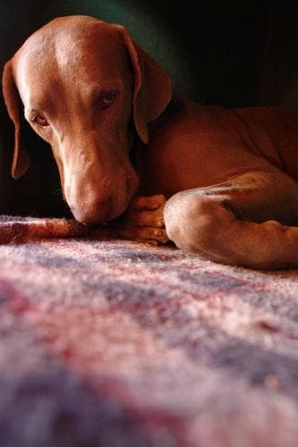Weimaraner