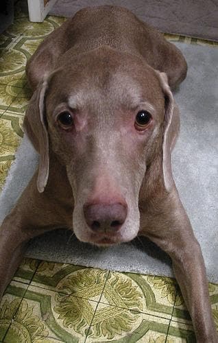Weimaraner