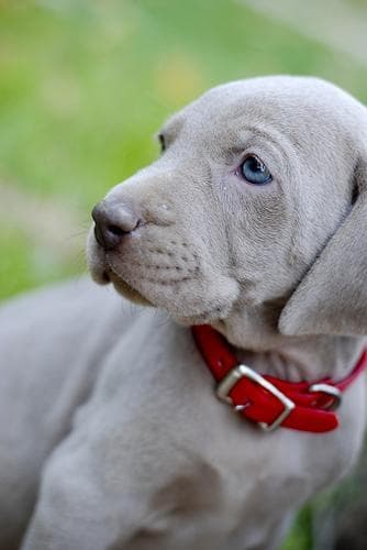 Weimaraner