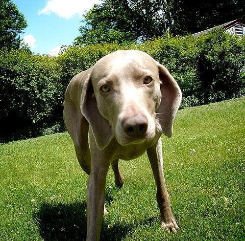 Weimaraner