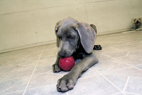Weimaraner
