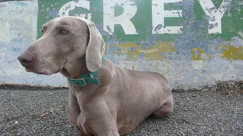 Weimaraner