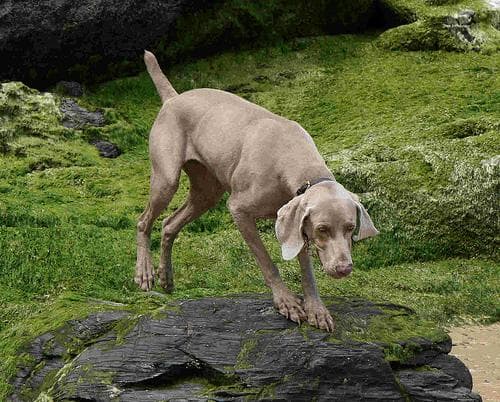 Weimaraner